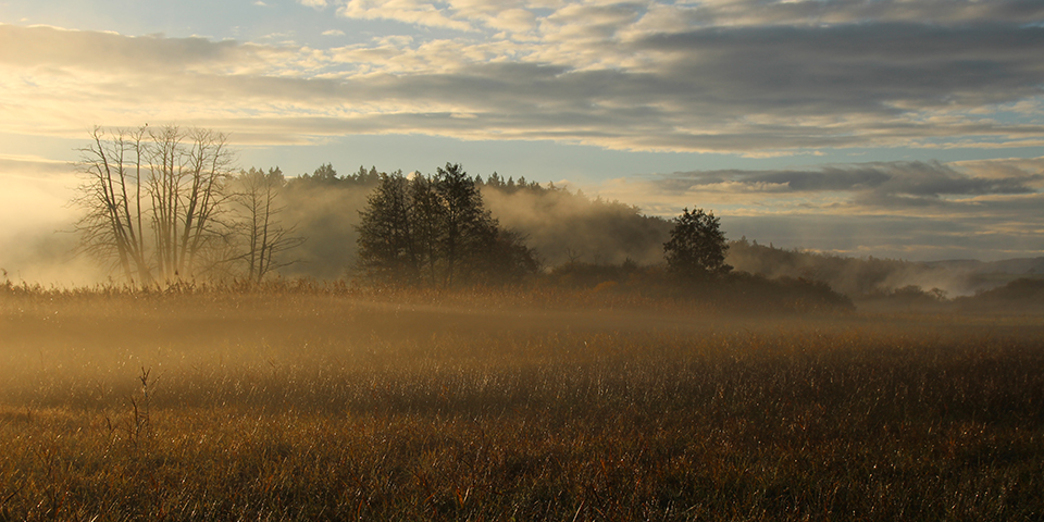 Blick über den Schilfgürtel des Mindelsees im Morgennebel.