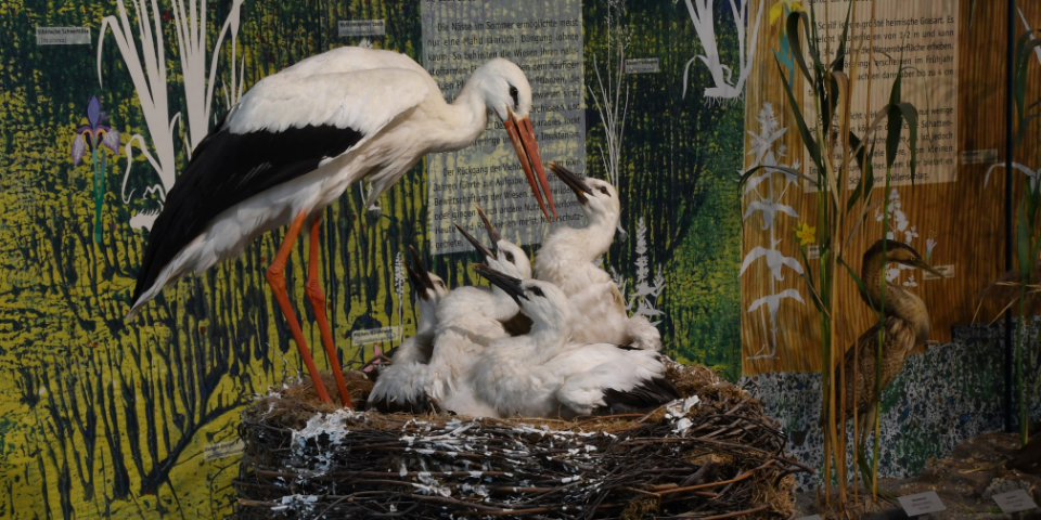 Austellungsobjekt im Bodensee-Naturmusseum Konstanz: Ein Storchenest mit vier Jung-Vögel und einem Alt-Storch.