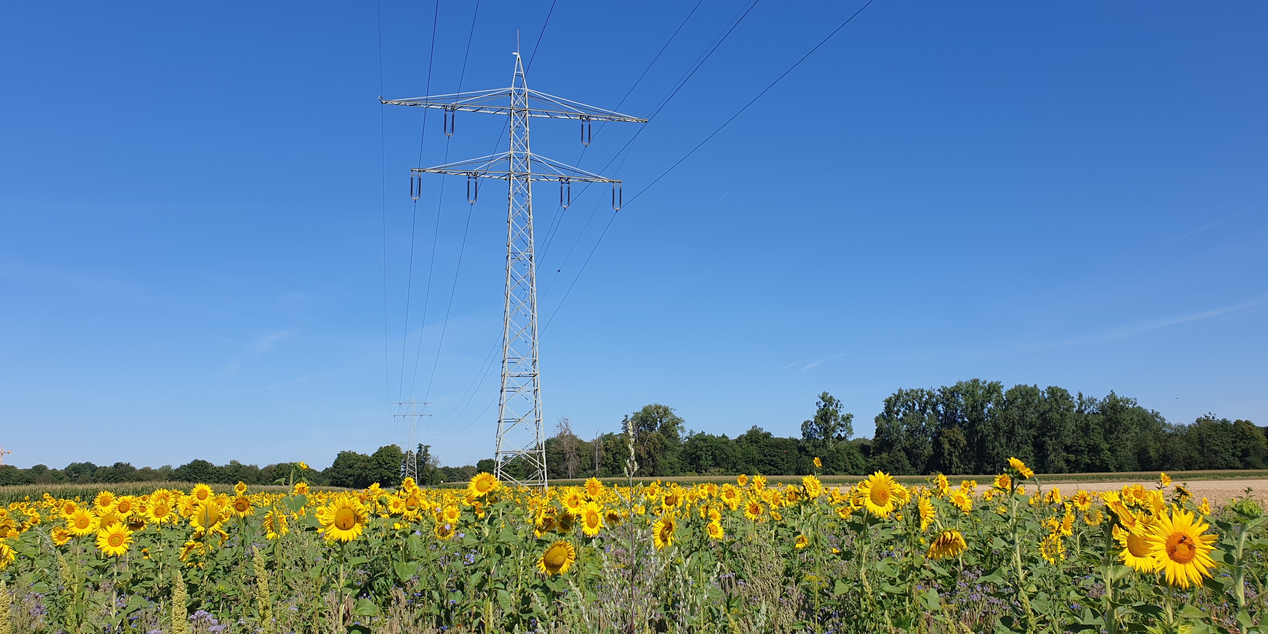 Ein Strommast steht zwischen Sonnenblumen vor blauem Himmel. 