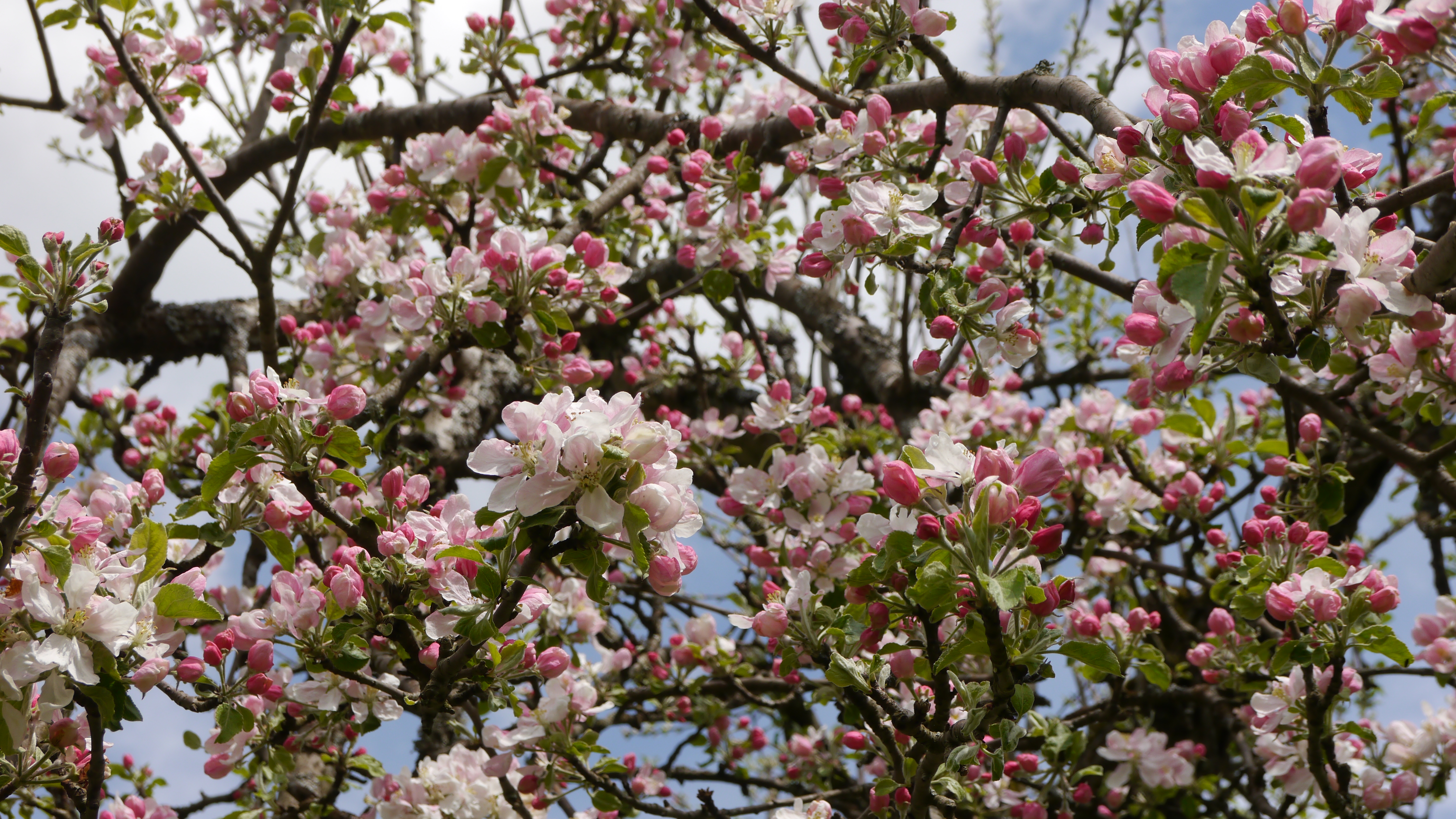 Apfelblüten aus dem Apfelblütenprojekt, Standort Baiersbronn-Röt.