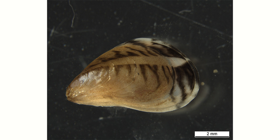 Adulte Quagga-Muschel.
