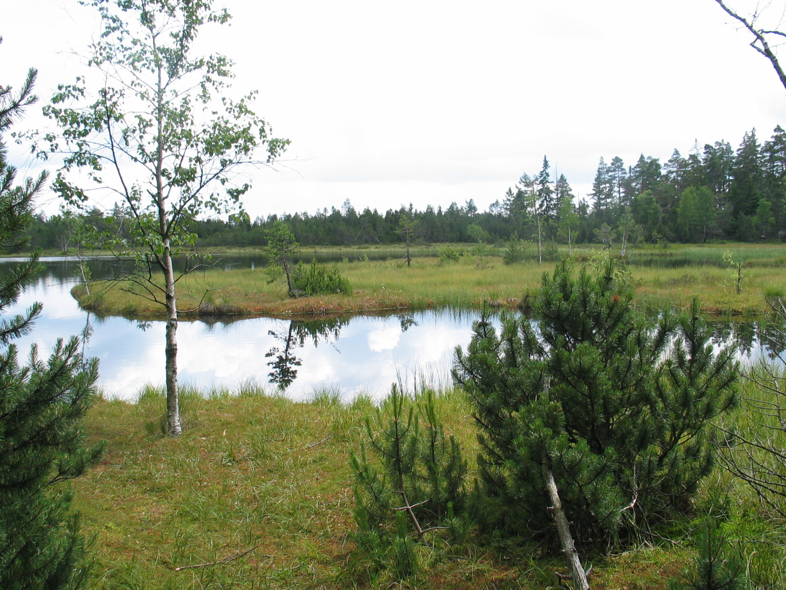 Offene Moorlandschaft mit offener Wasserfläche von Wald umgeben.