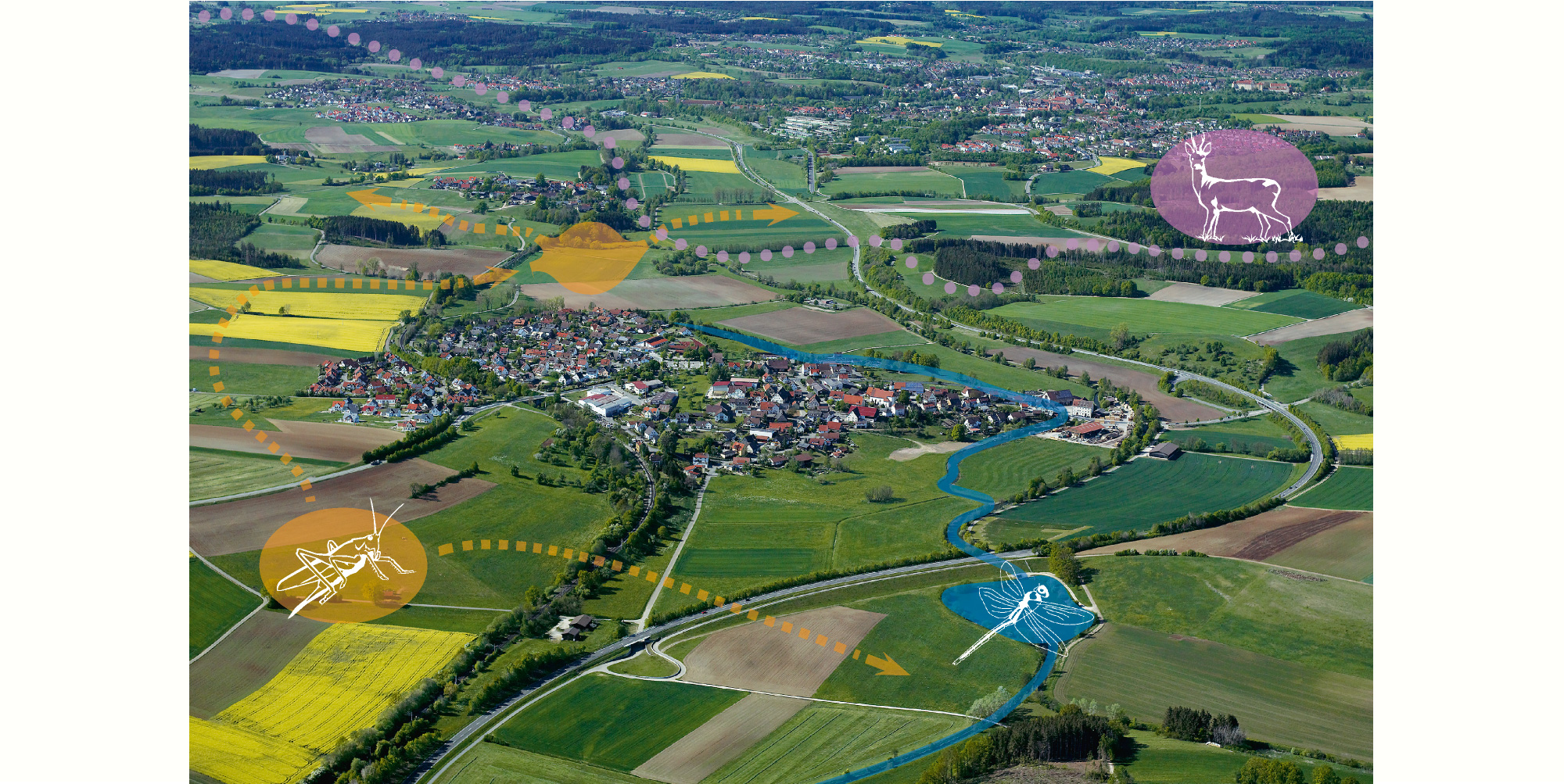 Luftbild einer Ortschaft mit Straßen, Wiesen, Äckern, Wald und Bachverlauf und stilisierten Biotopverbund-Elementen Heuschrecke, Hirsch und Libelle