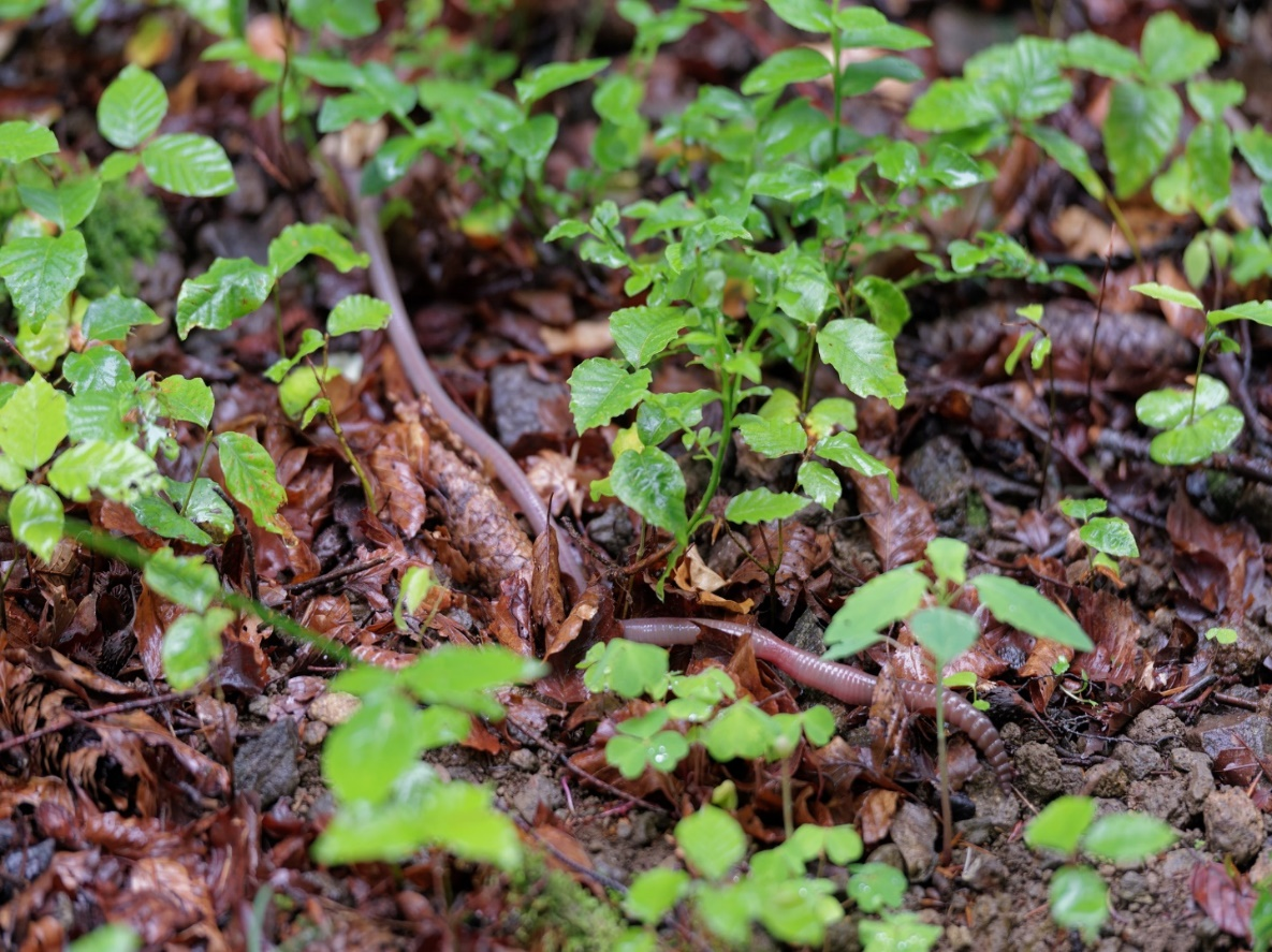 Fotographie eines Badischen Riesenregenwurm (Lumbricus badensis) auf dem Waldboden. 