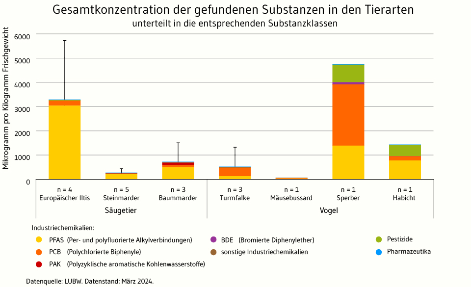 Die Abbildung zeigt ein Balkendiagramm, dass die Zahlen aus dem umgebenden Text visualisiert. Unter den marderartigen ist der Iltis die Art mit der höchsten Gesamtkonzentration an Schadstoffen, wobei hier der Hauptanteil auf die PFAS-Verbindungen entfällt. Von den Vögeln ist der untersuchte Sperber am höchsten belastet, hier dominieren die PCB-Verbindungen. 