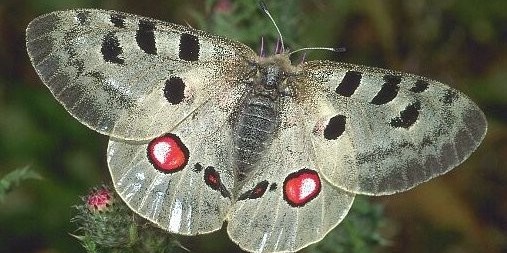 Roter Apollofalter (Parnassius apollo)