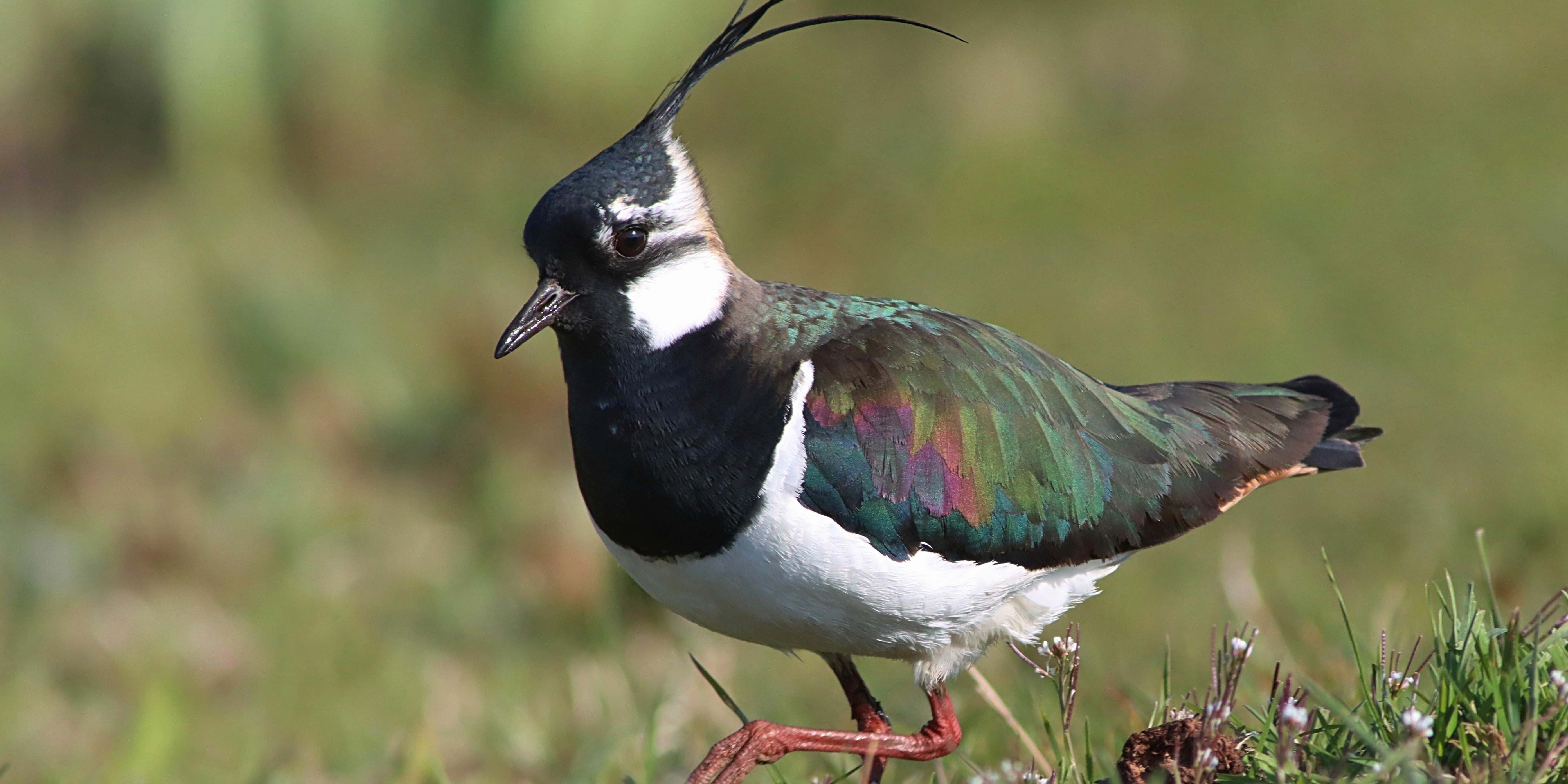 Kiebitz (Vanellus vanellus)