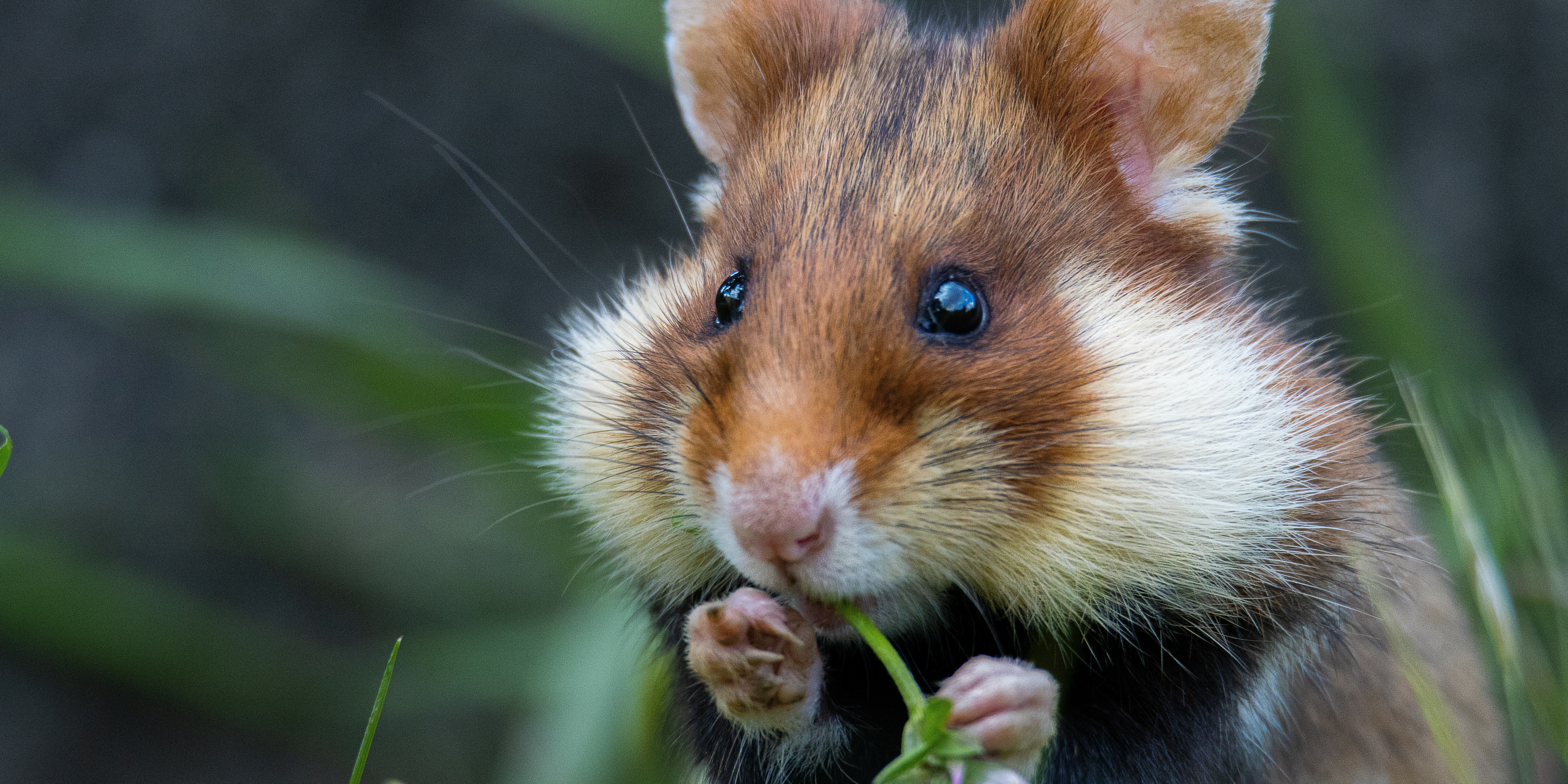 Feldhamster (Cricetus cricetus)