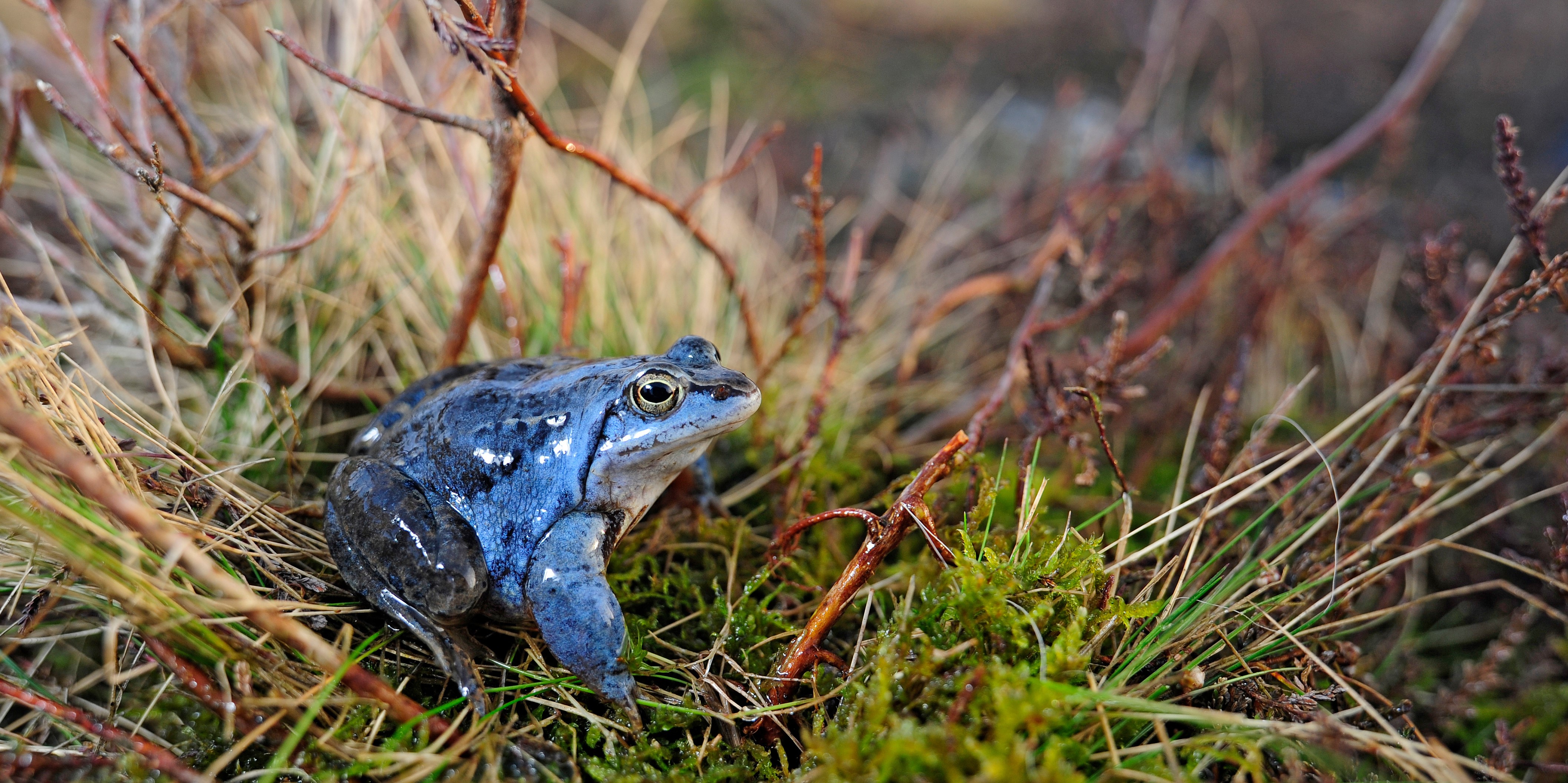 Moorfrosch (Rana arvalis)