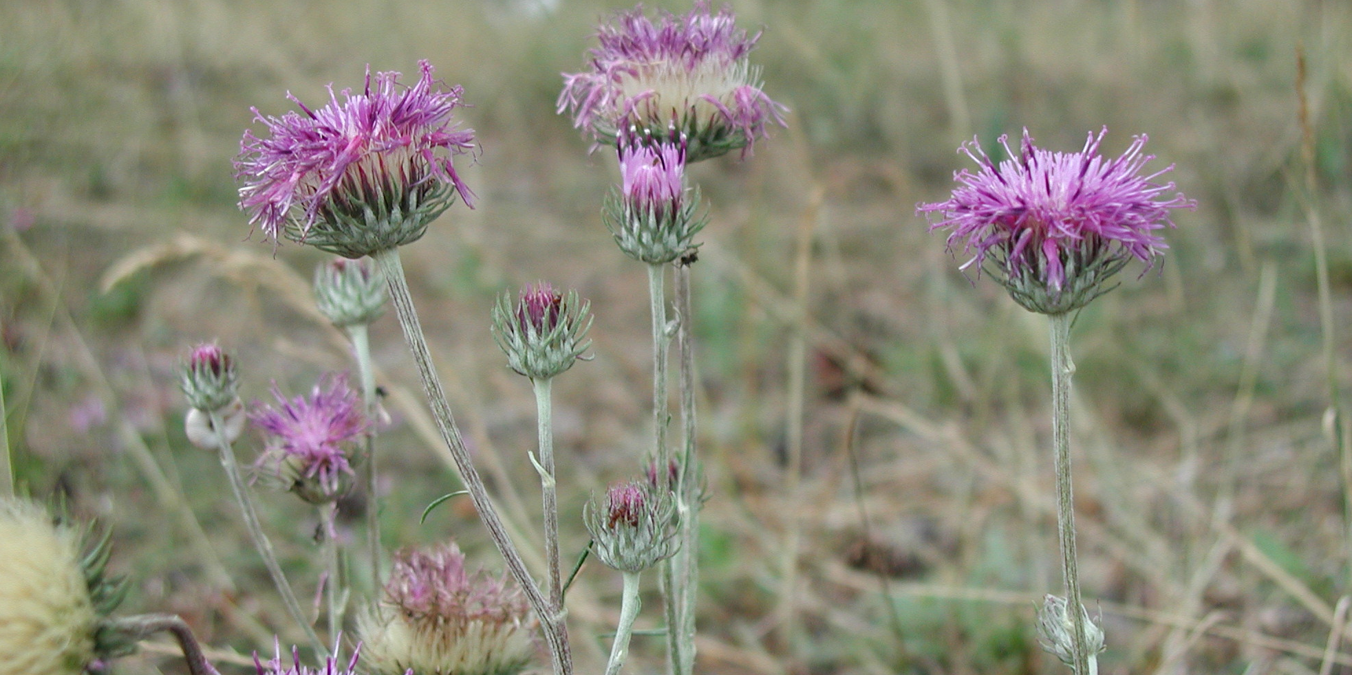 Sand-Silberscharte (Jurinea cyanoides)