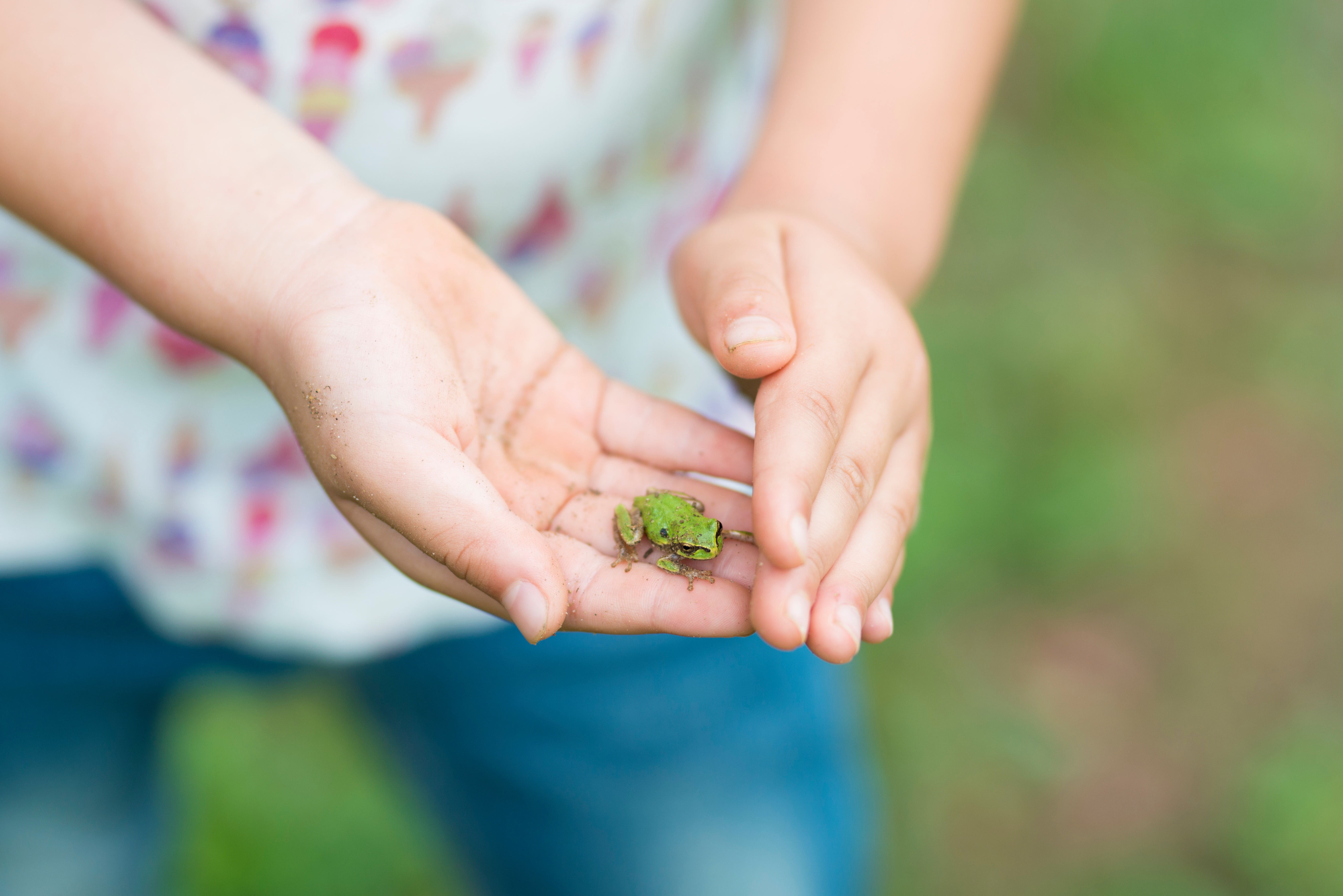 Junger Laubfrosch sitzt in umschließenden Kinderhänden 