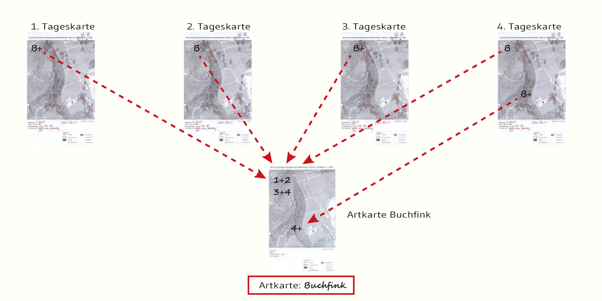 Das Bild zeigt 4 Tageskarten desselben Landschaftsausschnitts. Dort sind jeweils die Vogelbeobachtungen der einzelnen Arten und Tage als Kürzel zu sehen. Auf der 5. Karte desselben Landschaftsausschnitts werden die Einzelbeobachtungen der Tageskarten zusammengefasst. Die Erfassung und die Zusammenfassung der Einzelbeobachtungen erfolgten früher händisch. Heute wird zunehmend digital und automatisch gearbeitet. So wird den Kartierenden viel Arbeit abgenommen.