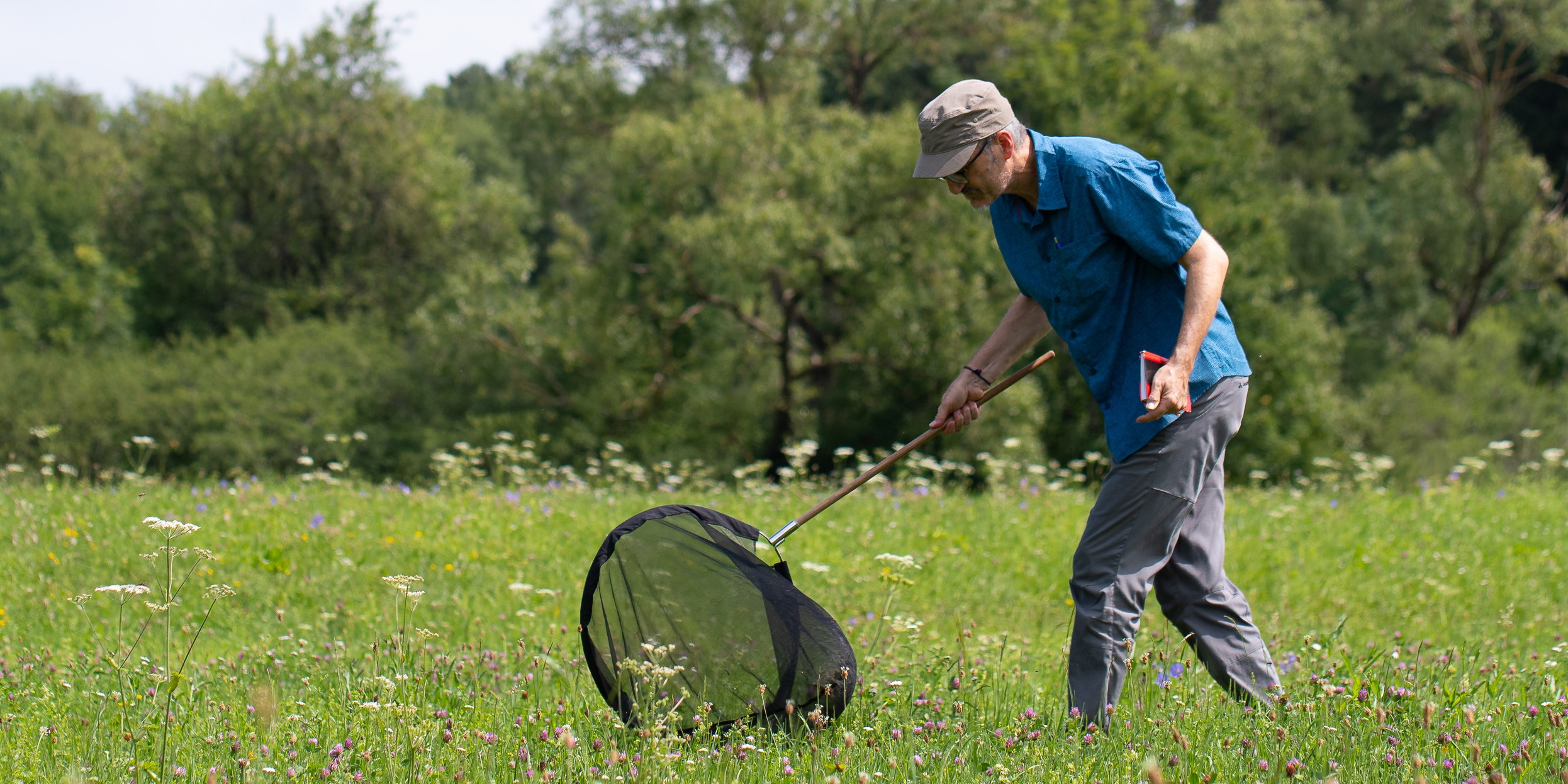 Mann geht gebückt über eine Wiese und fängt ansitzende und auffliegende Heuschrecken mittels eines Keschers ab.