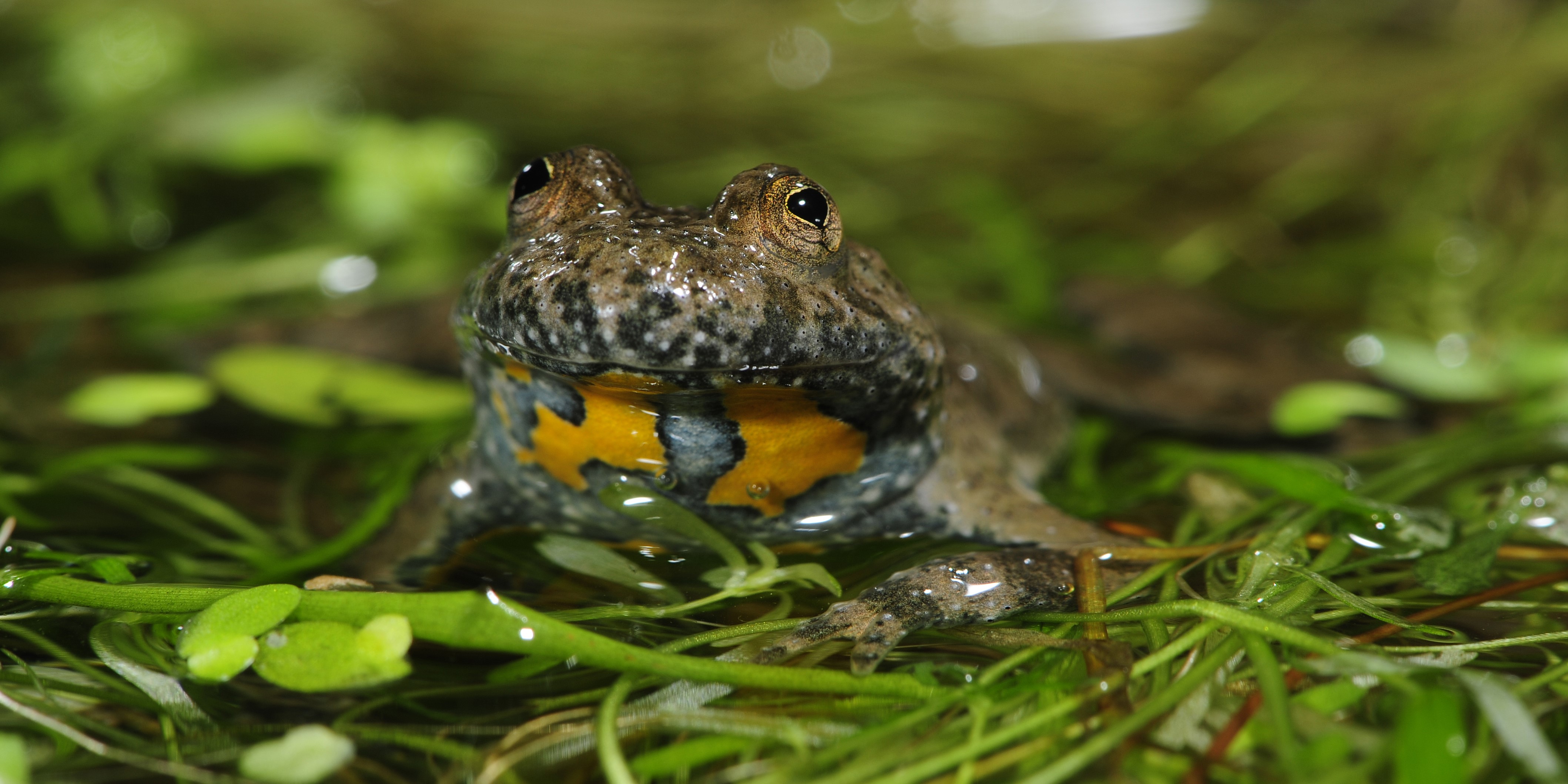 Gelbbauchunke mit rausgestecktem Kopf an der Wasseroberfläche.