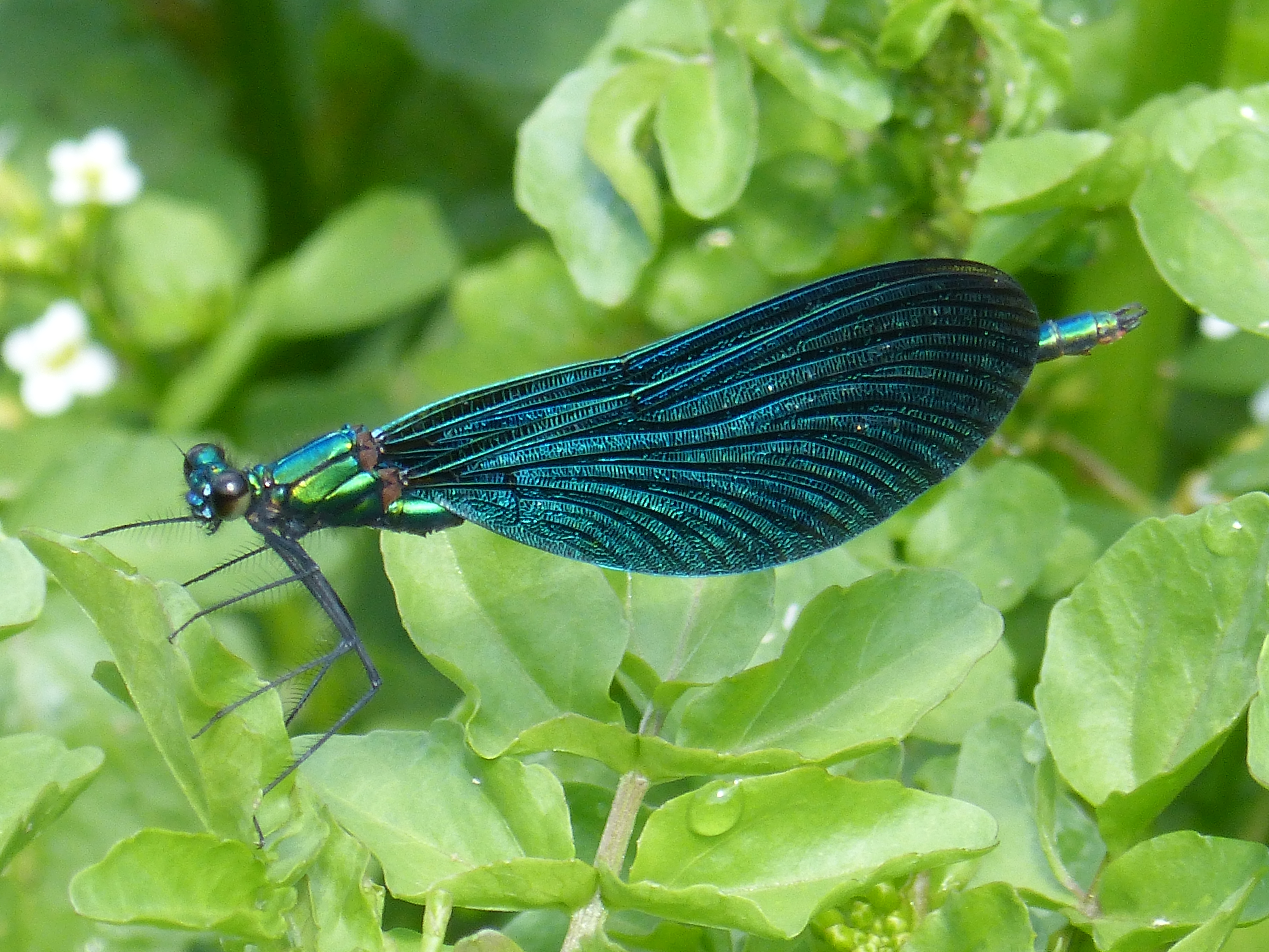 Ansitzende blaugrün gefärbte Libelle der Art Blauflügel-Prachtlibelle.