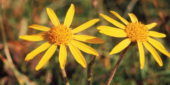 Zu sehen sind zwei gelbe Blüten der Pflanze Arnica montana