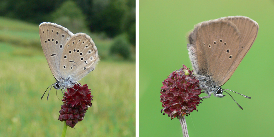 Die beiden Schmetterlingsarten sitzen an Blüte des Großen Wiesenknopfes an.