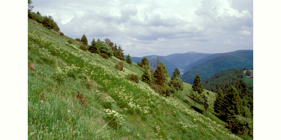 Steiler Wiesenhang mit Borstgrasrasen und vereinzelten Nadelbäumen, im Hintergrund bewaldete Berge des Südschwarzwaldes.