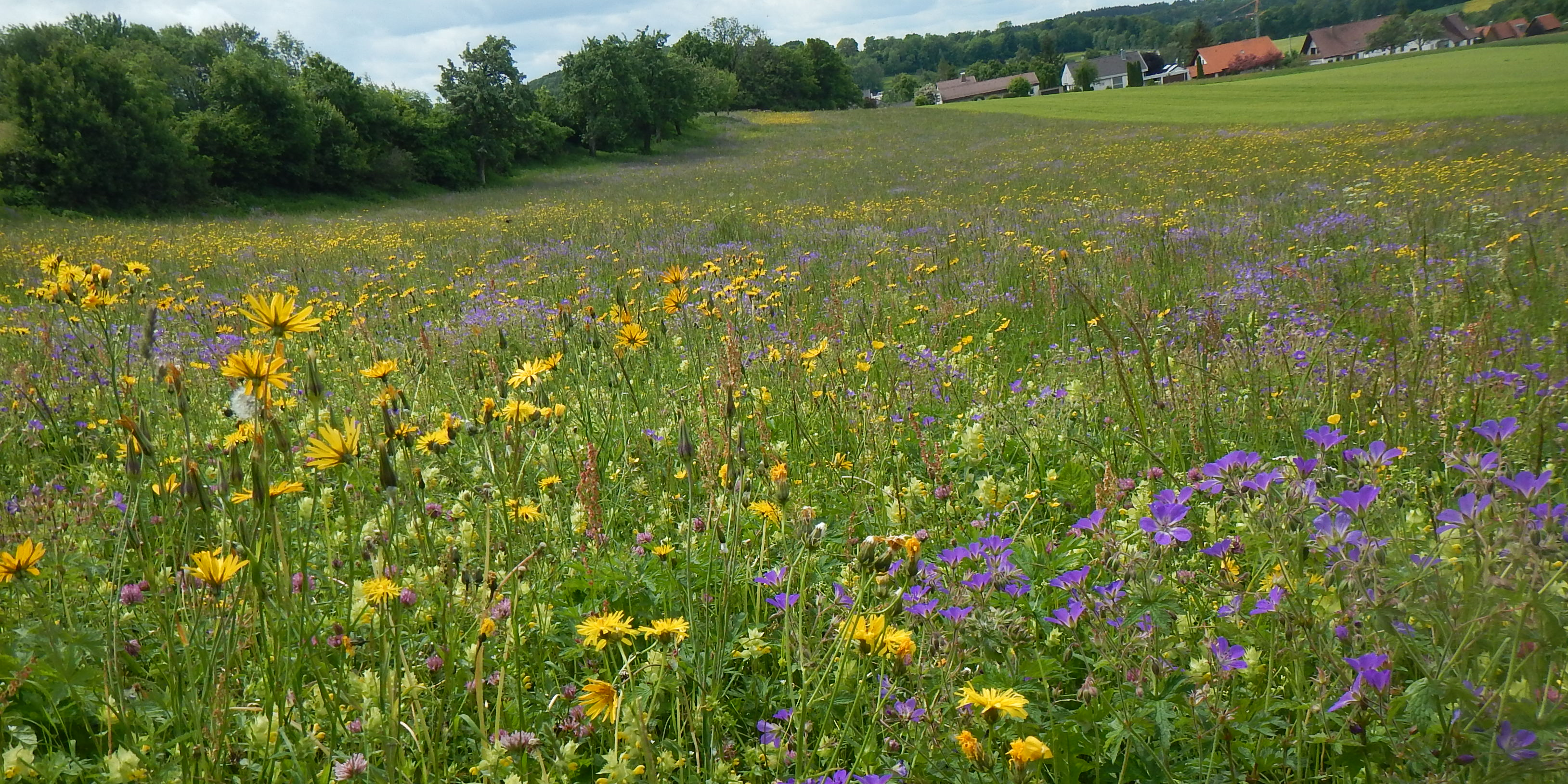 Wiese mit gelb und lila blühenden Blumen, im Hintergrund Bäume und ein paar Häuser.