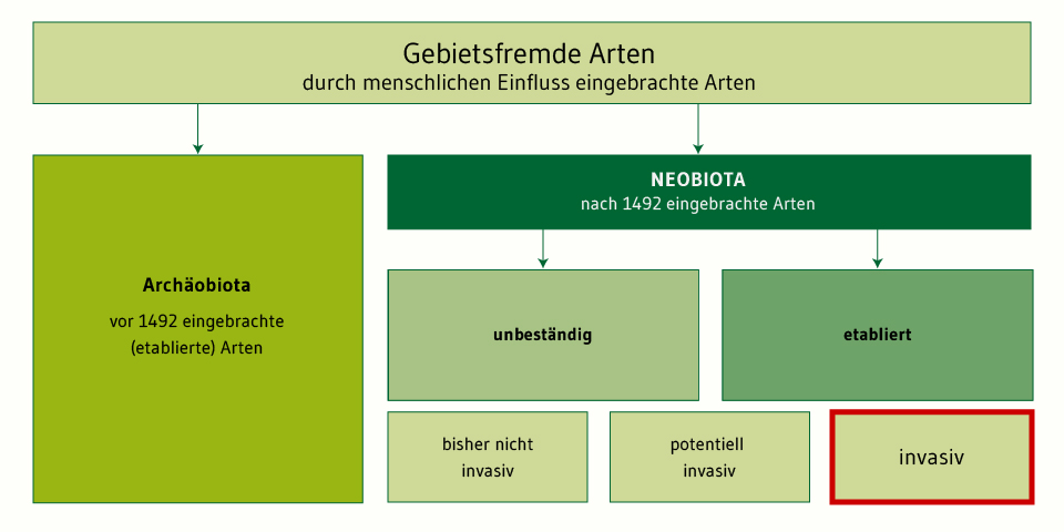 Diagramm zur Aufteilung des Artenbestands gebietsfremder Arten mit Archäobiota und Neobiota mit unbeständigen und etablierten Arten sowie mit bisher invasiven, potenziell invasiven und invasiven Arten. 