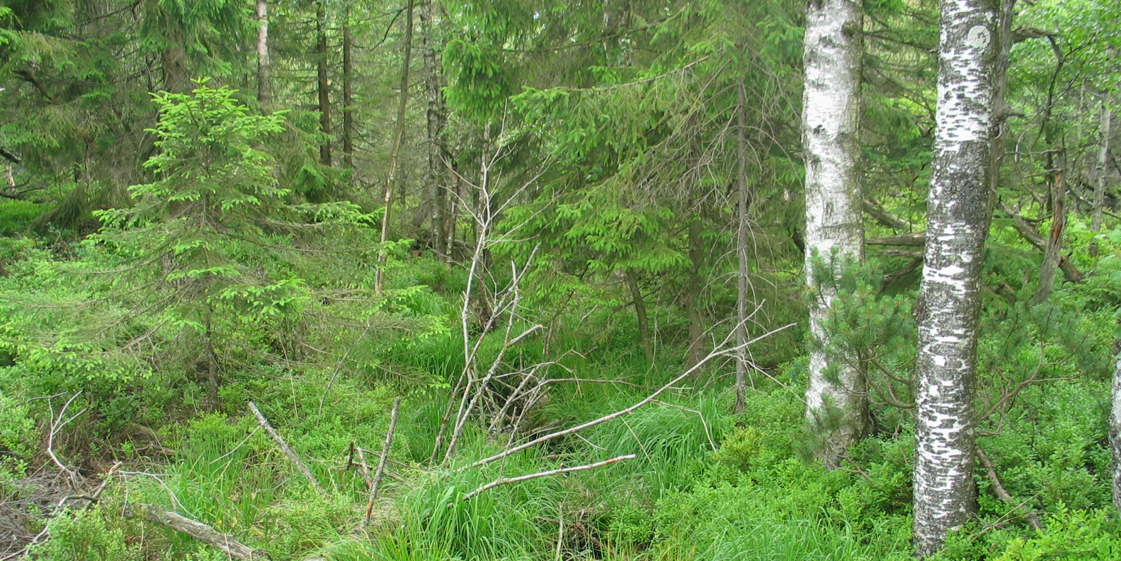 Dichtbewachsener mit Gräsern und Sträuchern bewachsener Waldboden. Zwischen Nadelgehölz sind zwei Birkenstämme sichtbar.