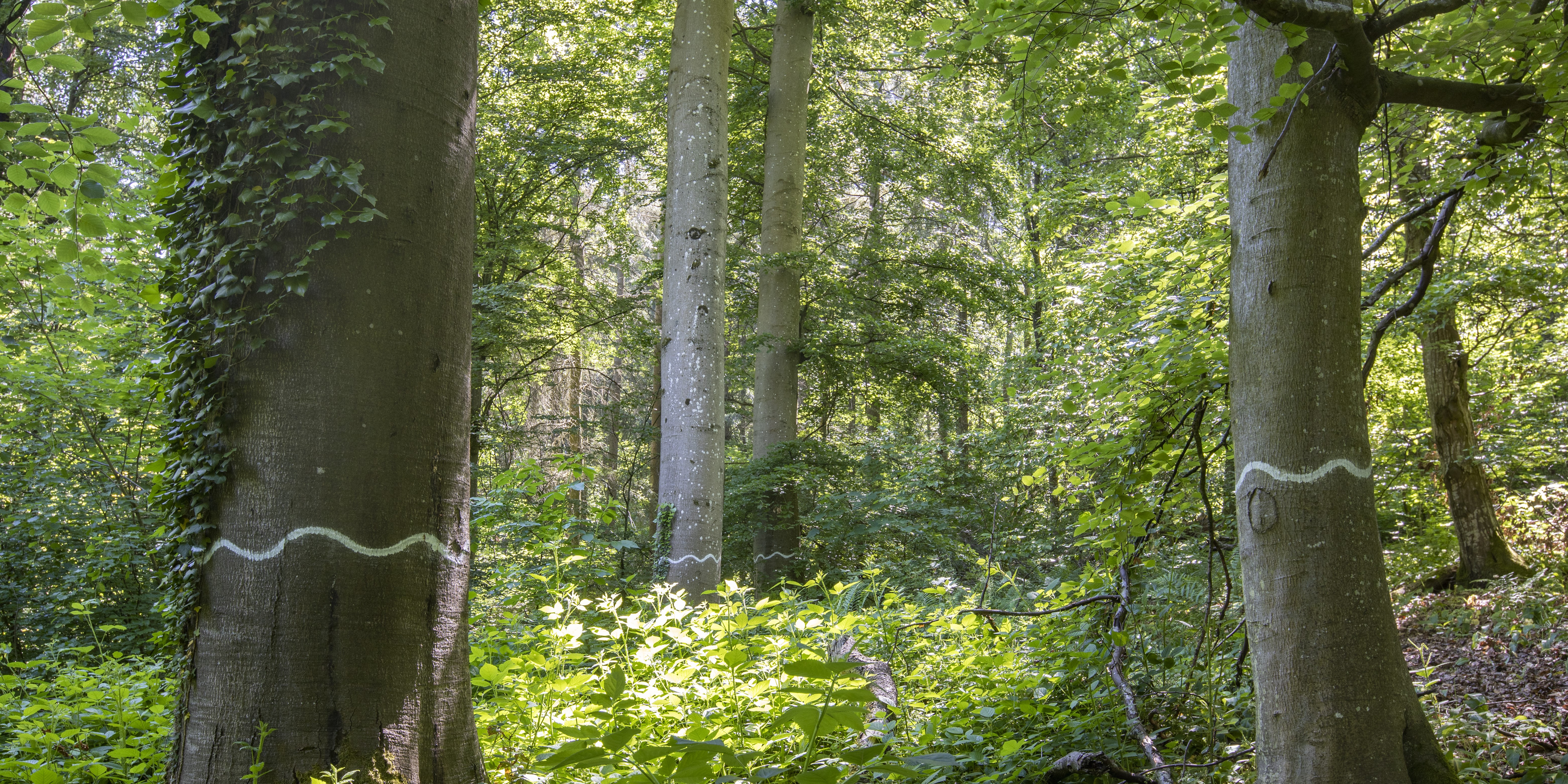 Dichter Laubwald. Zwei Buchenstämme im Vordergrund sind mit weißen Wellenlinien markiert.