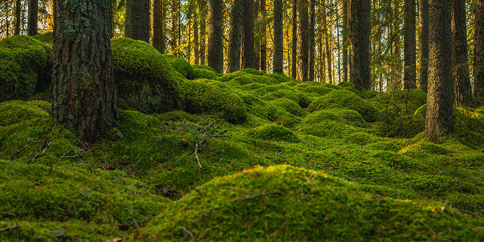 Foto eines mit Moos bewachsenen Waldbodens