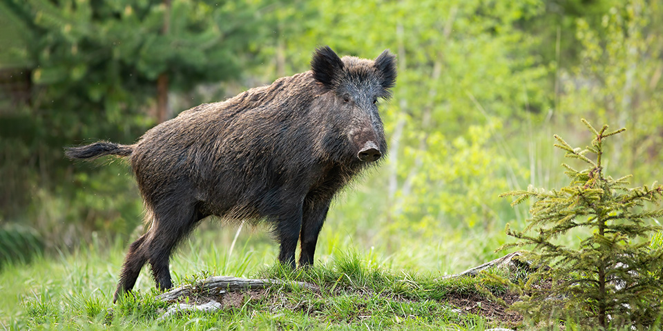 Wildschwein auf einer Waldlichtung