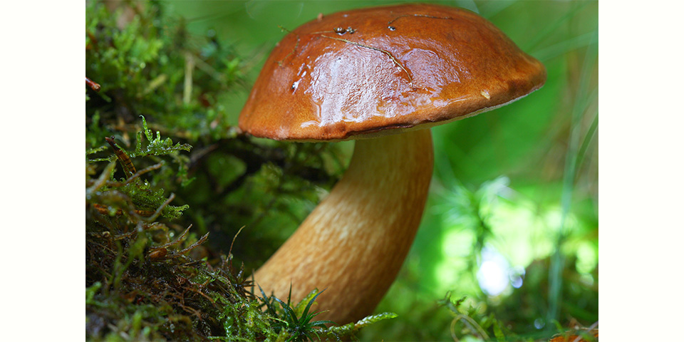 Nahaufnahme eines Maronenröhrlings am Waldboden 