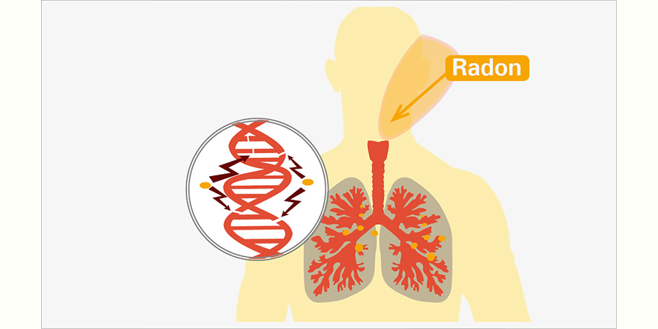 Zeichnung eines menschlichen Oberkörpers, in der Radon in das Lungengewebe gelangt und damit die DNS zerstören kann