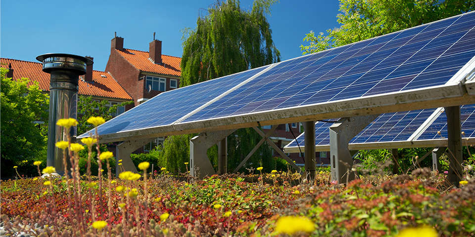 Das Bild zeigt Photovoltaik-Panels auf einem extensiv begrünten Flachdach. Im Hintergrund sind höhere Gebäude und eine Birke sichtbar. Tiefblauer Himmel lässt auf einen heißen Sommertag schließen.