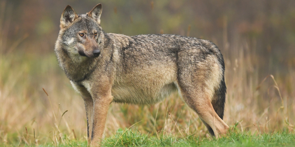 Fotografie eines Wolfes.