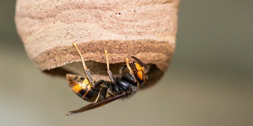 Asiatische Hornisse beim Nestbau.