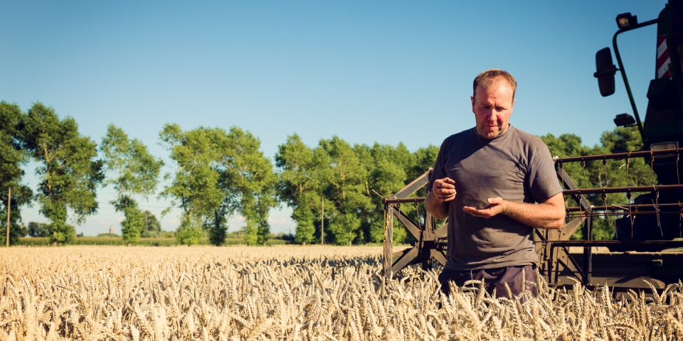 Landwirt prüft auf einem Acker die Qualität des Weizens.