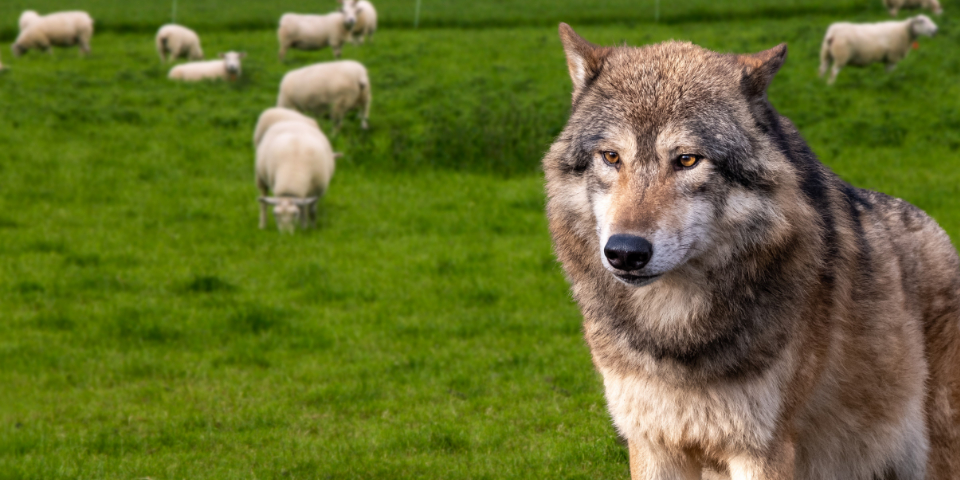 Wolf vor einer Schafherde.